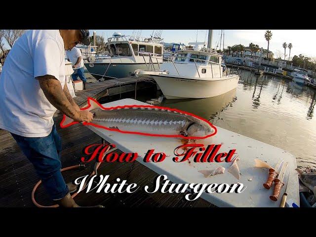 How To Fillet White Sturgeon by Captain Joe Gamez