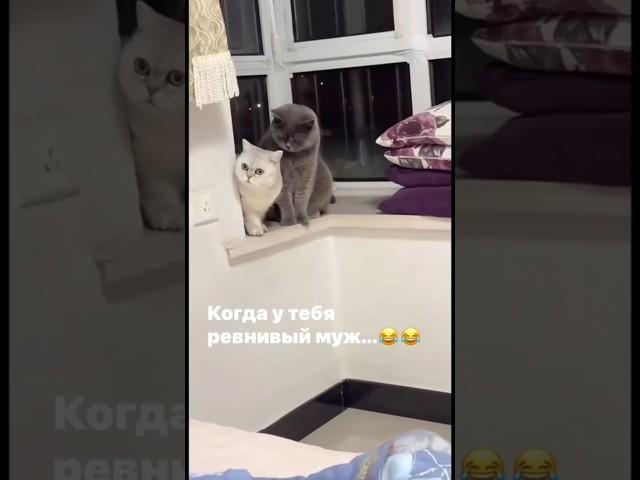 Ревнивый муж #юмор #приколы #видео #красота #смех #звезды #прикол #топ