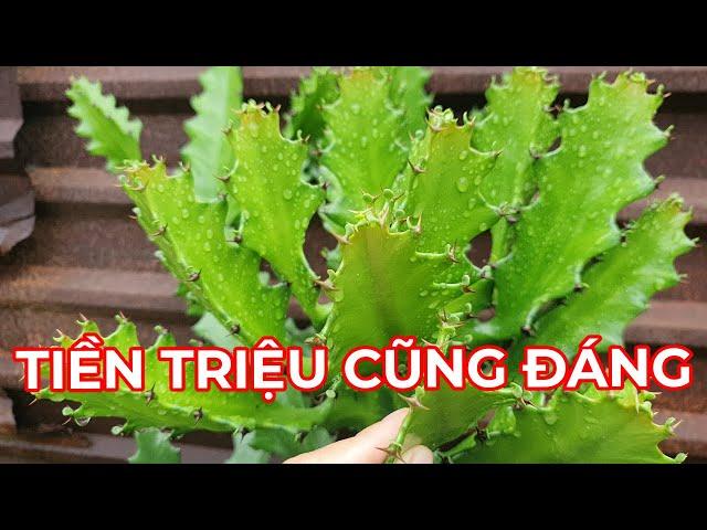 LOÀI CÂY TRỊ ĐAU NHỨC XƯƠNG KHỚP, MỤN NHỌT,ĐAU RĂNG SƯNG VIÊM....RẤT HAY