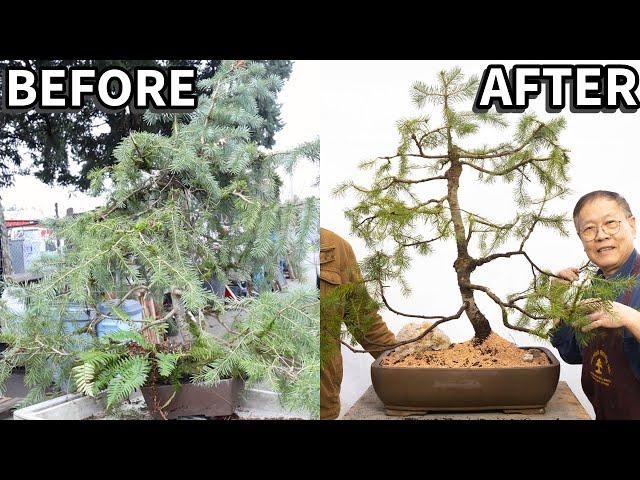 Customer FOUND an overgrown Douglas Fir Bonsai on his new property. This is what Robert did.