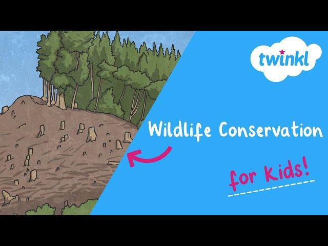 Wildlife Conservation for Kids | What Is Wildlife Conservation? | Twinkl USA