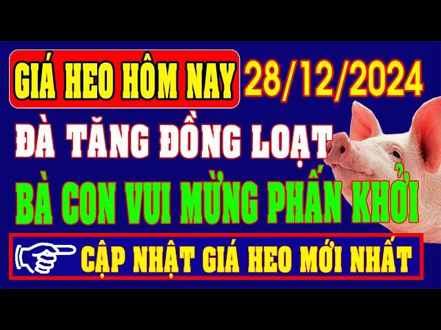 Giá heo hơi ngày 28/12/2024 - TĂNG GIÁ ĐỒNG LOẠT, BÀ CON VUI MỪNG PHẤN KHỞI