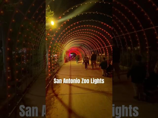 Christmas at the San Antonio Zoo | Family Holiday Activity. #short #christmaslights #sanantoniozoo