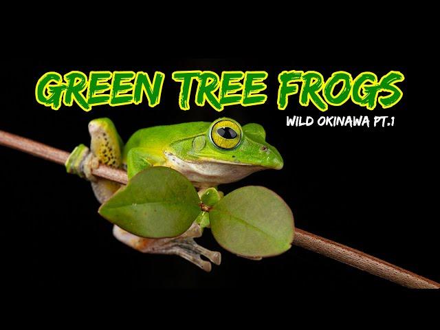 Okinawa Wild: Green Tree Frogs