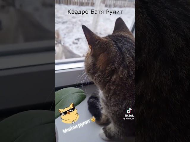 Привет придурки#shortvideo #Shorts