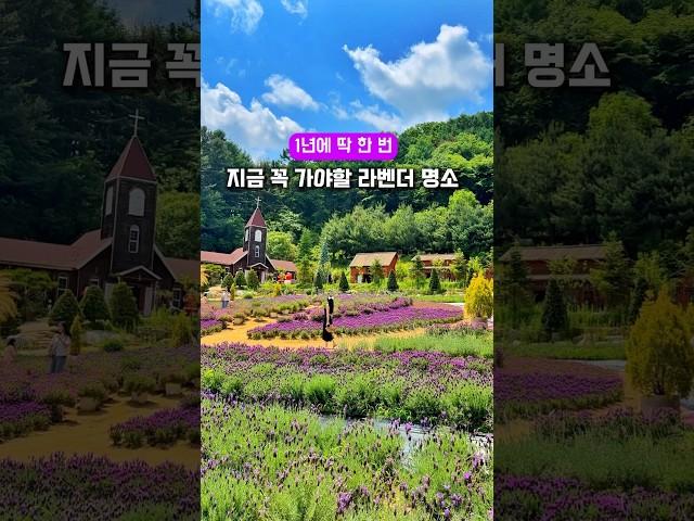 여기 유럽 아니에요! 라벤더 축제가 한창인 이곳