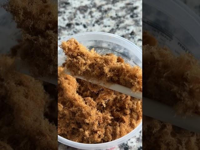 Struggle Meal 2.0