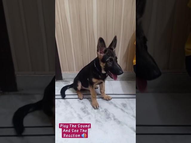 Play The Sound And See The Reaction #gsd #germanshepherd #gsdpuppy #germanshepherddog