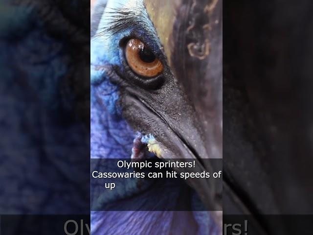 Meet the Cassowaries Living Dinosaurs of the Jungle #crosswariess #birds #natgeo