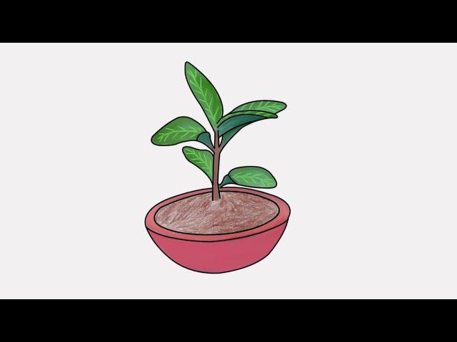 how to draw a tulsi plant | step by step draw basil plant