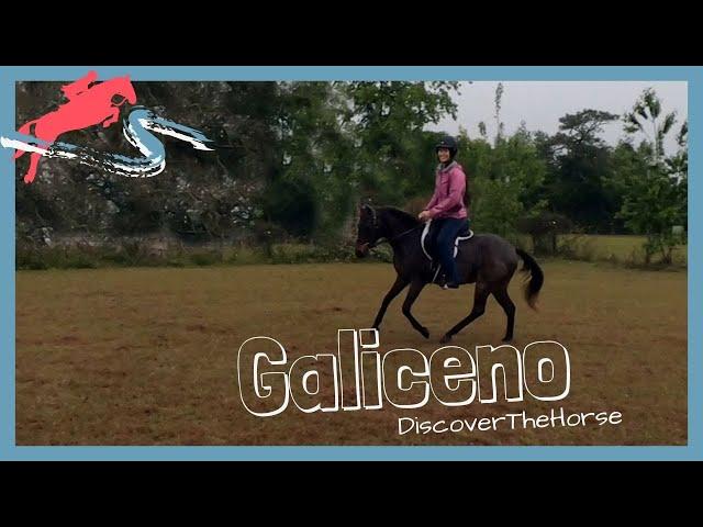 Riding the Endangered Galiceno | DiscoverTheHorse [Episode #42]