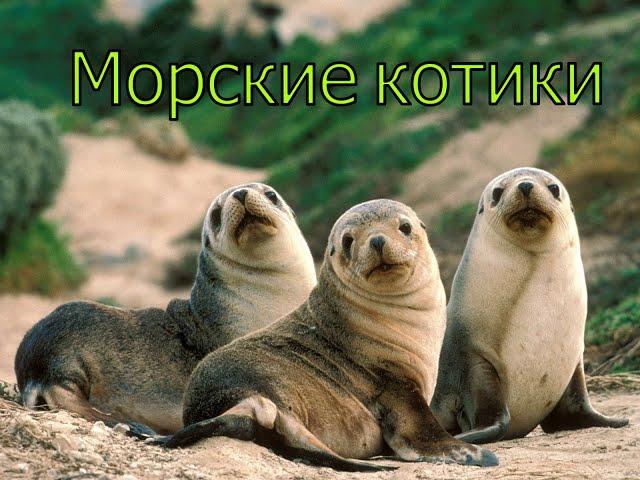 Морской Котик. Среда Обитания и Особенности Морских Котиков