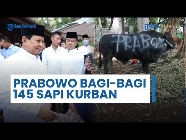 Presiden Terpilih Prabowo Subianto Bagi-bagi 145 Ekor Sapi Kurban, Ukurannya Jumbo