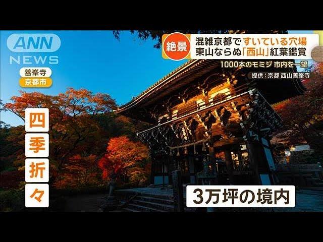 外国客で大混雑・京都で紅葉の穴場スポット3選　「西山」で絶景ゆったり【もっと知りたい！】【グッド！モーニング】(2024年12月4日)