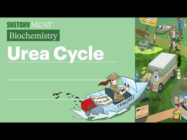 Learn Urea Cycle from Sketchy MCAT's Protein Catabolism Lesson