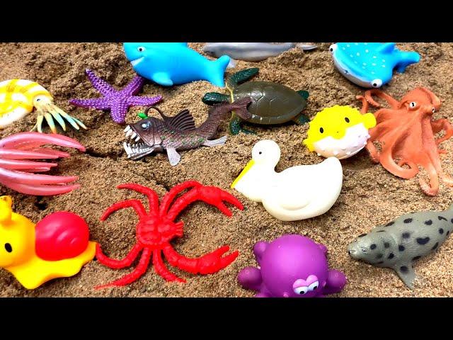 Muddy Sea Animal Getting Washed in Blue Tub with Fun Facts for Kids