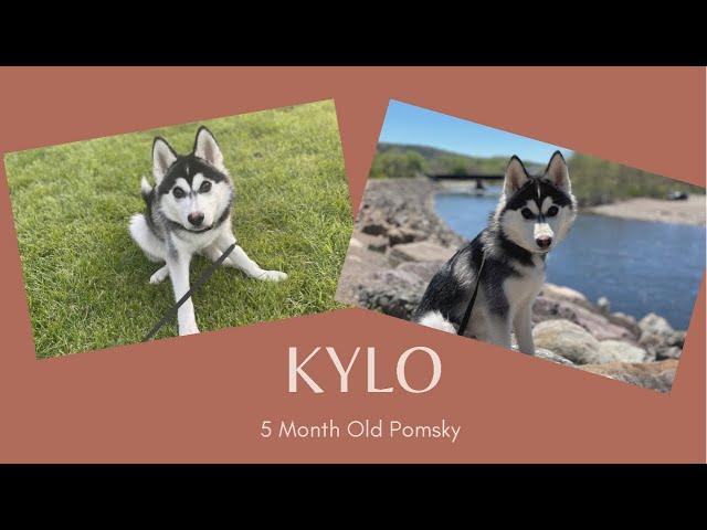 Best Pomsky Trainers ||| OLK9 Lehigh Valley ||| 5 Month Old Pomsky, Kylo