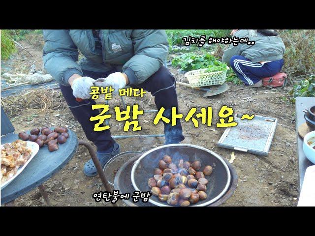 신나는 전원생활 | 연탄불 피운 김에 군밤까지!! 콩밭🫘 메다 새참으로 끝난 여유로운(?) 농사 생활! 땅콩 캐서 구워 먹기! 하루 종일 먹는 전원생활