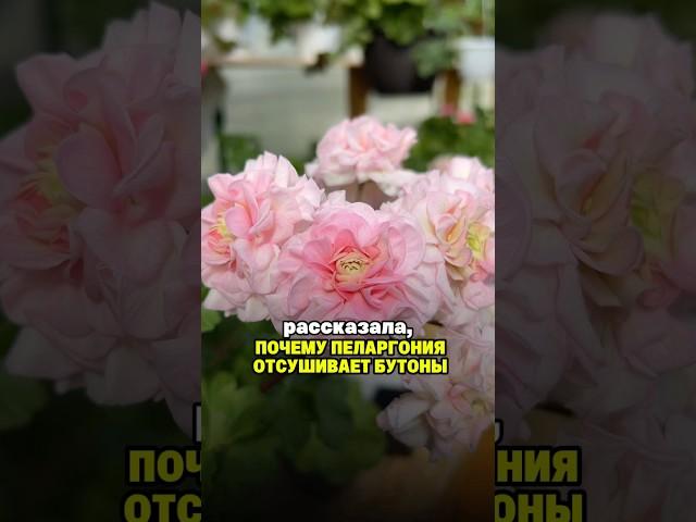 Почему пеларгония отсушивает бутоны.