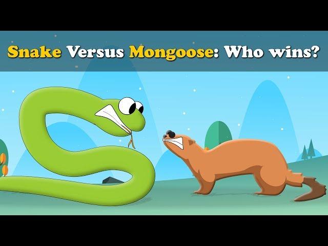 Snake vs Mongoose, who wins? + more videos | #aumsum #kids #science #education #children