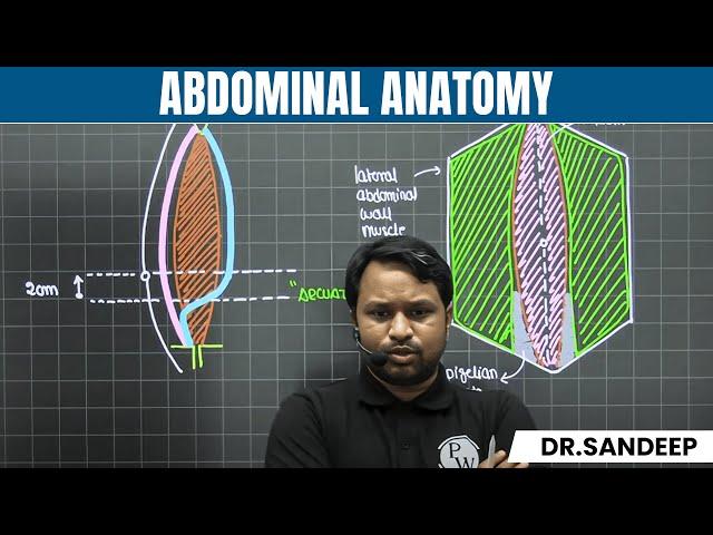 Abdominal Anatomy | Surgery | Bailey learned with Dr. Sandeep | PW MedEd
