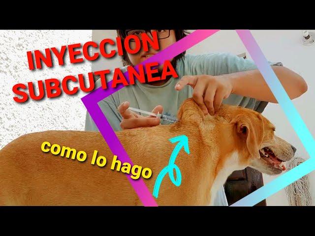 Aprendiendo - Como aplicar una inyección subcutánea a mi perro