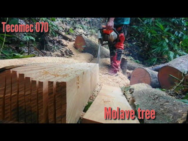 Molave turn into perfect planks||Tecomec chainsaw//Totordz Tv