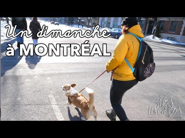 MONTRÉAL avec un CHIEN : un dimanche au Parc Lafontaine 