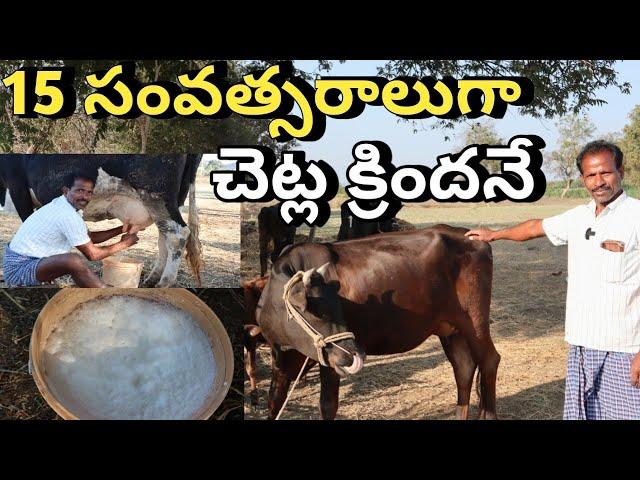 no shed for cows /jersey cows/hf cows/ 20 సంత్సరాలుగా షేడ్ లేకుండా ఆవుల పోషణ