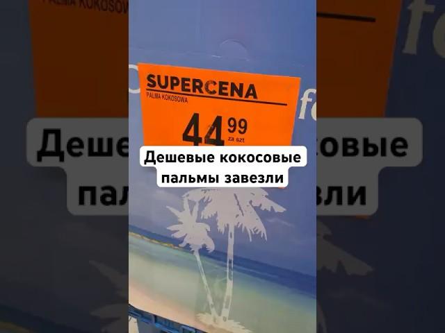 Кокосовая пальма доступна для всех, но только ценой, в нашем климате погибнет, читайте описание