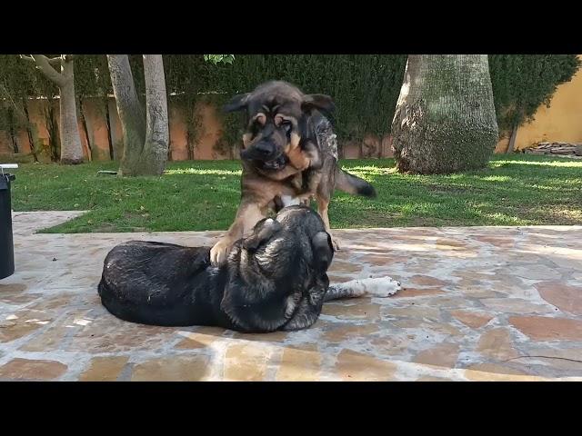 Diana and Oslo playing.The biggest spanish Mastiff ever.