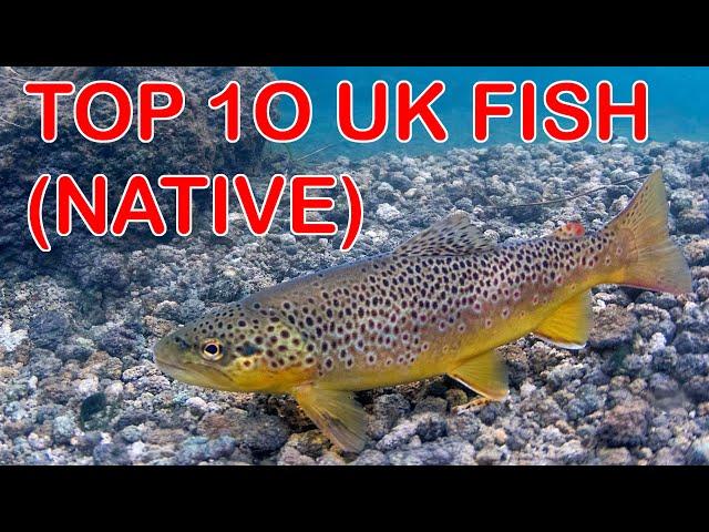 Top 10 British Freshwater Fish (Native)