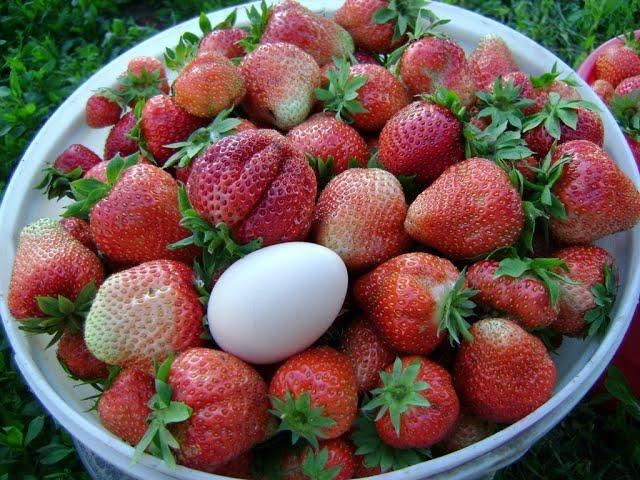 Земляничное ассорти