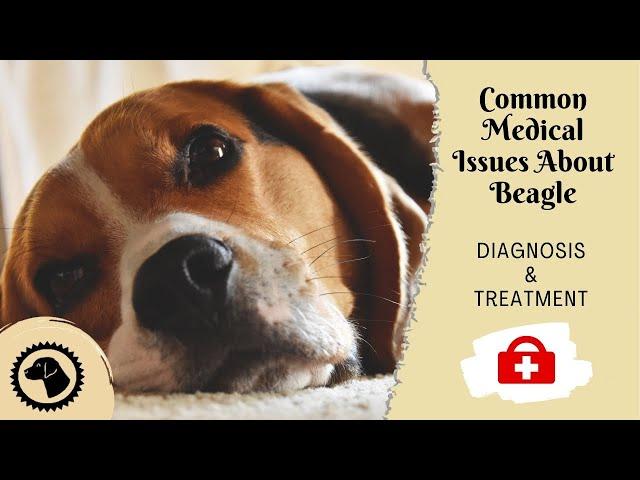 11 Most Common Medical Issues About Beagle | DOG HEALTH  #BrooklynsCorner