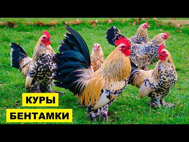 Разведение кур Бентамок как бизнес идея | Куры Бентамки