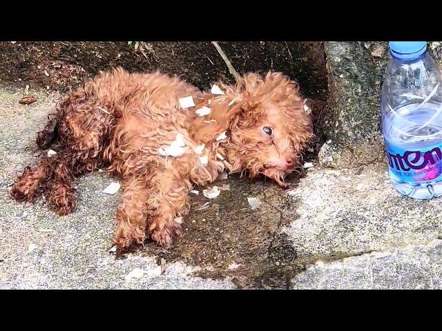 Blind, starving and unable to stand, this paper-thin puppy is Dying