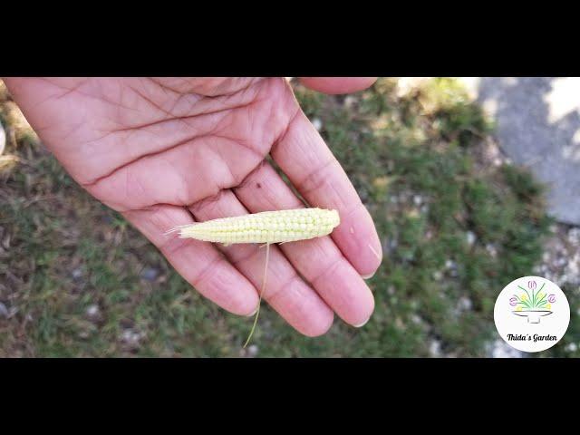 How to grow Baby Corn in your back yard.