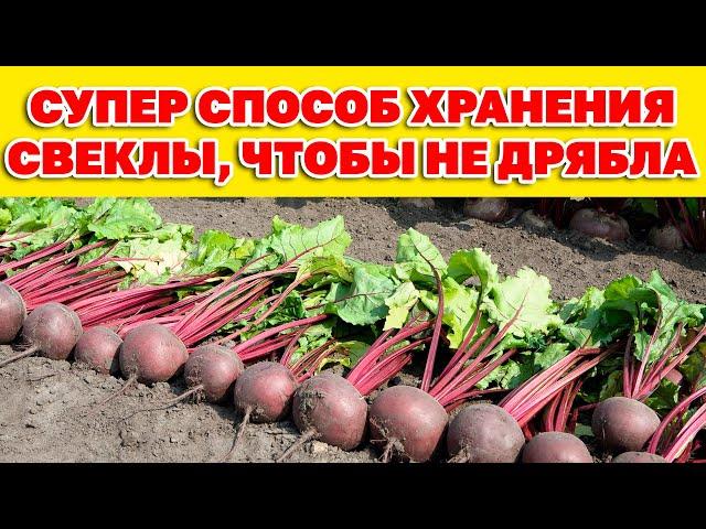 ХРАНЕНИЕ СВЕКЛЫ ВЫБОР "СОСЕДА"