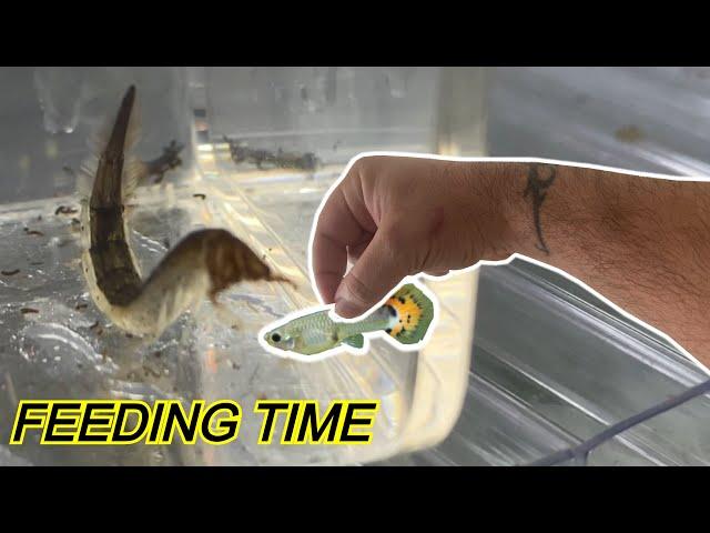 FEEDING A PREDACEOUS DIVING BEETLE LARVAE - INSPECT YOU’RE OUTDOOR GUPPY TUBS!