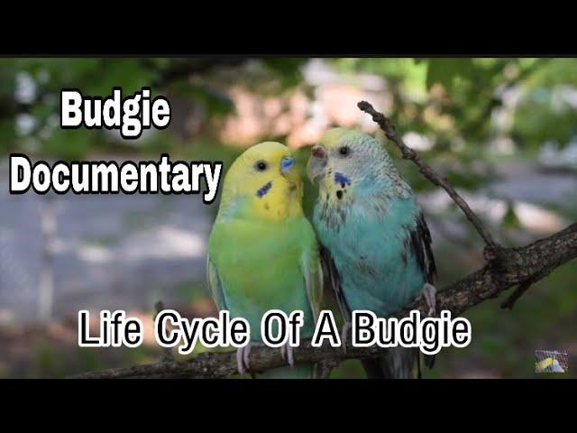 Budgie Documentary