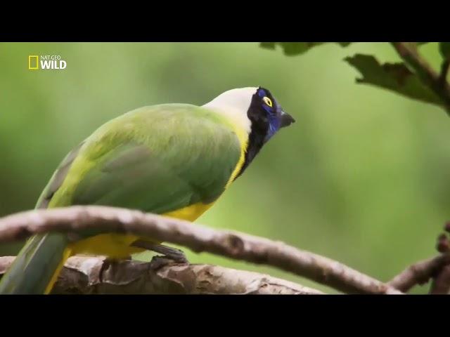 Vahşi Yolculuk  Kolombiya   1080p FULLHD Belgesel   Türkçe Dublaj Nat Geo Wild