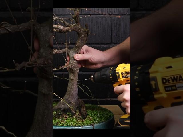 Making A New Bonsai Trunk #bonsai