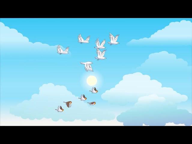 Animated video of birds