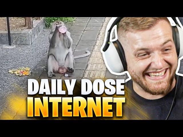 WIE SMART ist der AFFE BITTE?! - Daily DOSE of Internet REAKTION | Trymacs Stream Highlights