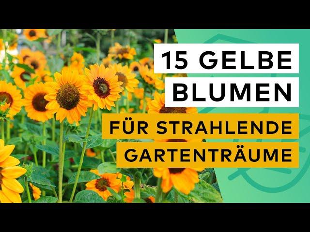 15 gelbe Blumen für deinen Garten   Pflege  Standort  Aussehen  Botanischer Name 
