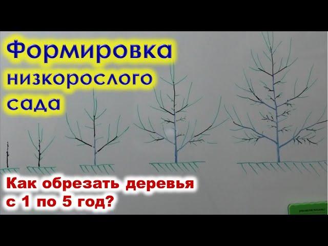 Как формировать НИЗКОРОСЛЫЙ САД