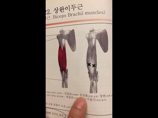 #22.상완이두근 #임상가의 관점에서 본 #임상해부학적 #기시_정지 #신경지배 #기능