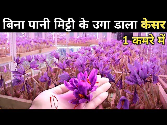 7 लाख / Kg Saffron Farming | Kesar Ki Kheti Ghar Mein Kaise Karen | How To Grow Saffron Indoor