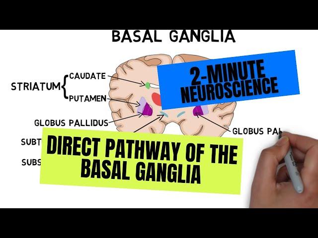 2-Minute Neuroscience: Direct Pathway of the Basal Ganglia