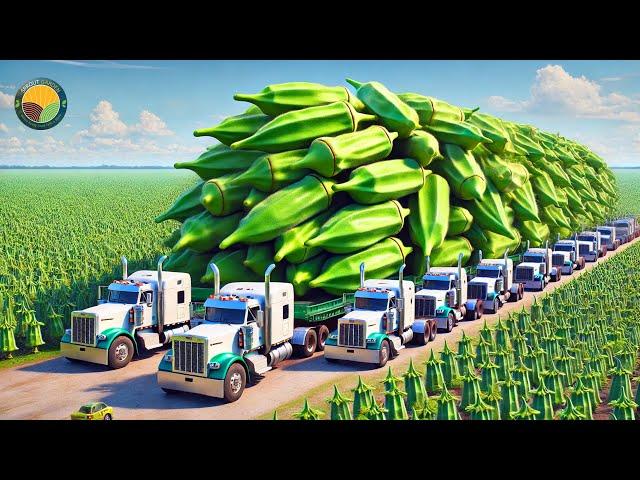 How Farmers Harvest Okra: The Secret to Growing Okra At Home For High Yield | Farming Documentary